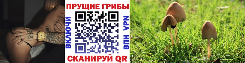 Псилоцибиновые грибы мицелий  Покровск 